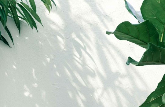 plant-ditech2